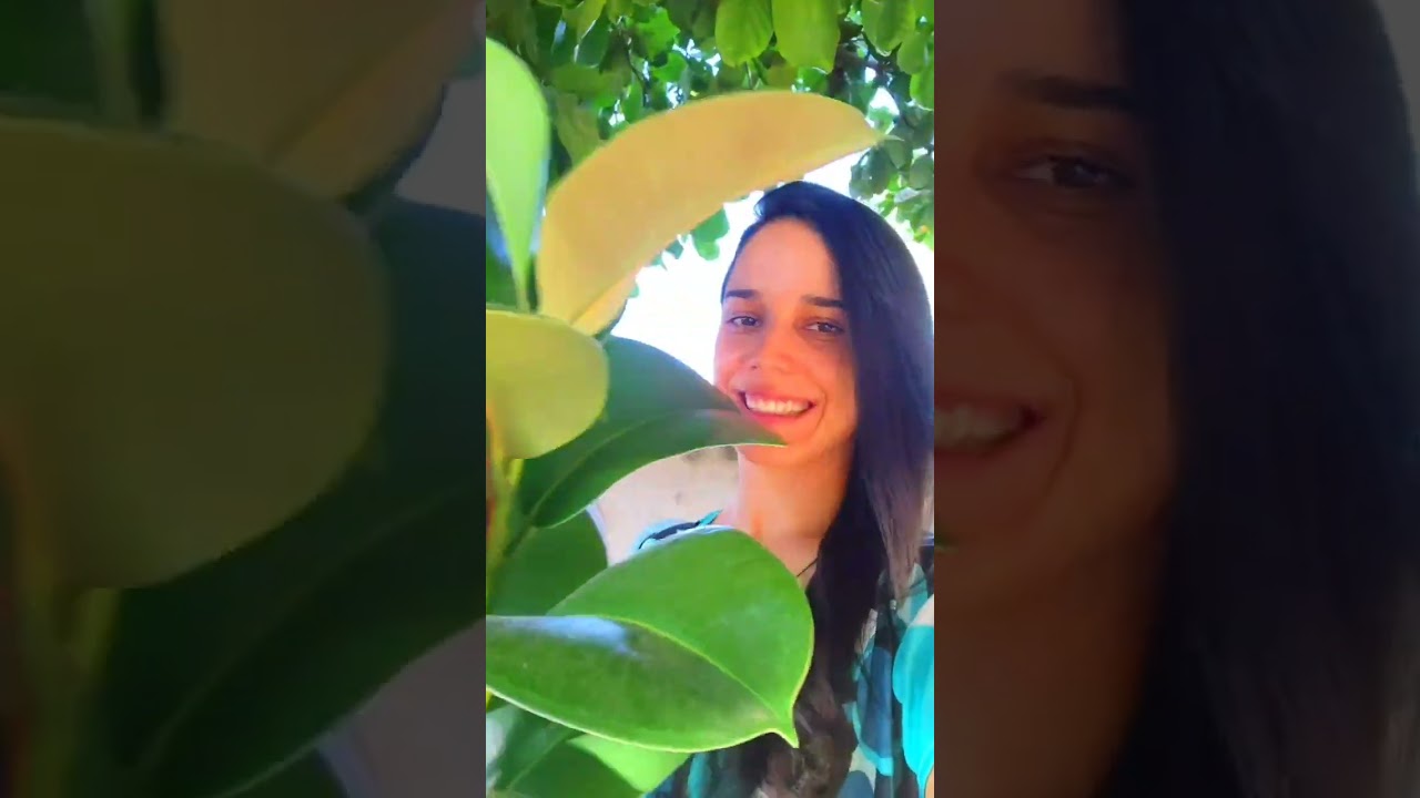 4 TIPOS diferentes de FICUS! A planta que entrou na moda para ficar!!