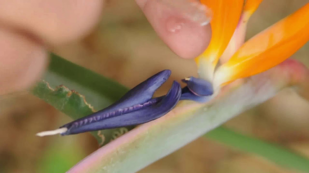 strelitzia