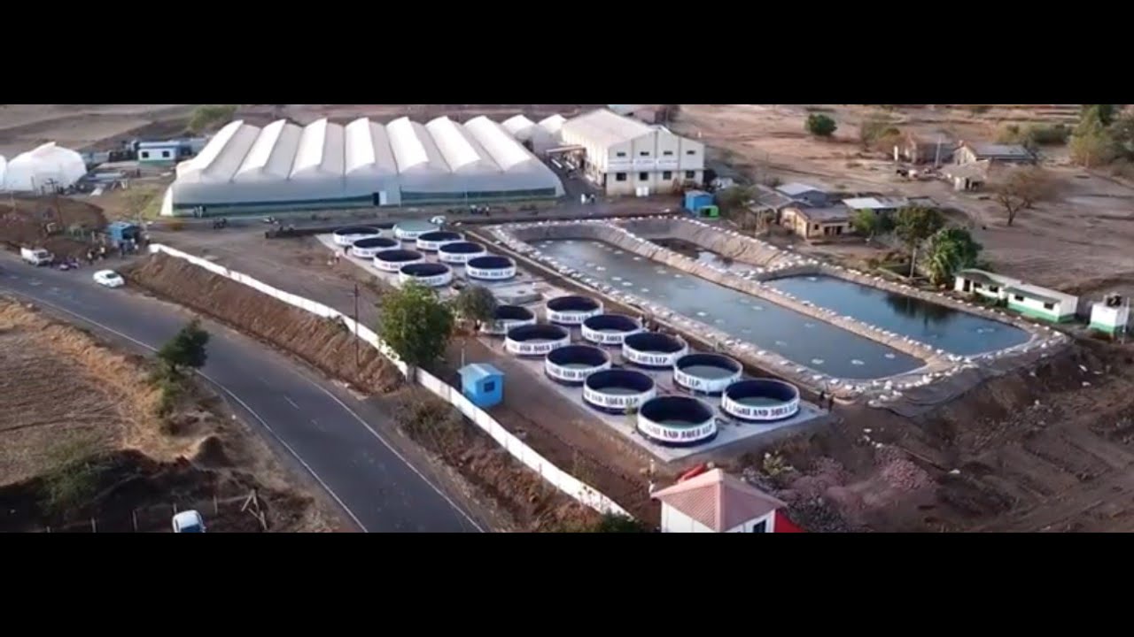First Time In India: Turmeric Vertical Farming By A S Agri And Aqua LLP, Mahrashtra