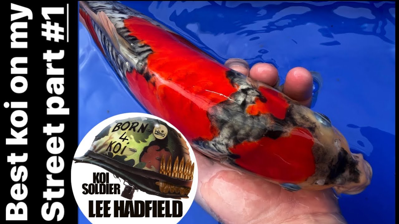 Best koi on my street part 1. With Nigel Williams BKKS judge & training officer