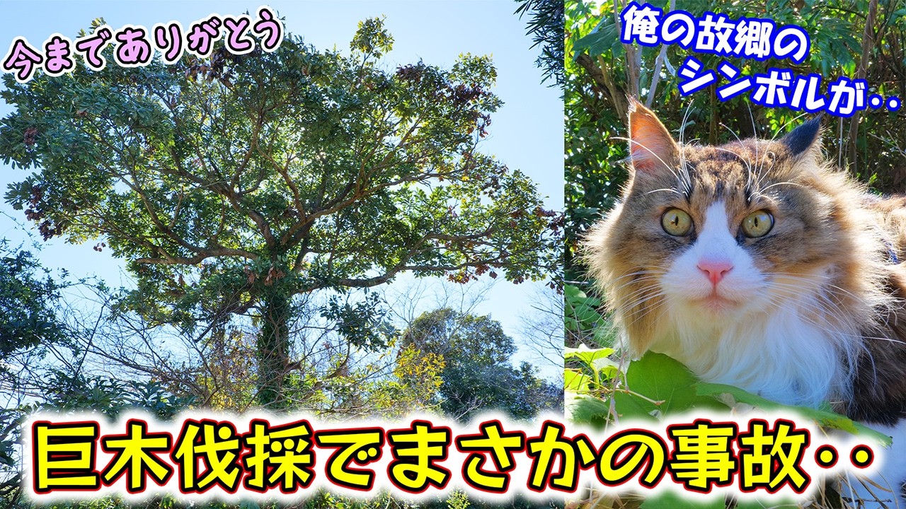 長い間わが家を見守ってくれた裏庭の巨木を伐採したら、起きてはならない事故が起きてしまいました🌳【巨木メモリーズ】
