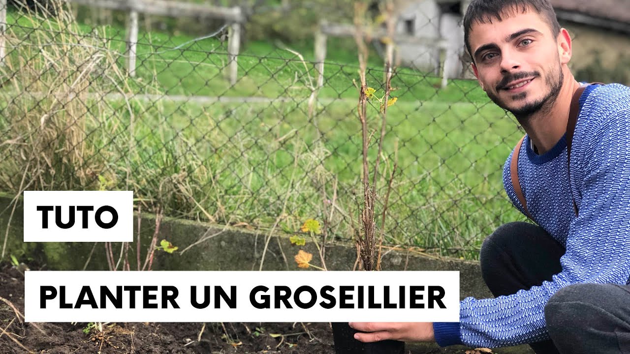 Comment planter un groseillier ou un cassissier dans son jardin