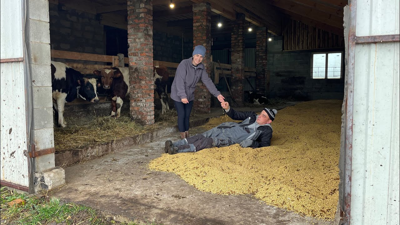 Замір бичків! Рятуємо сою! Подарунок…
