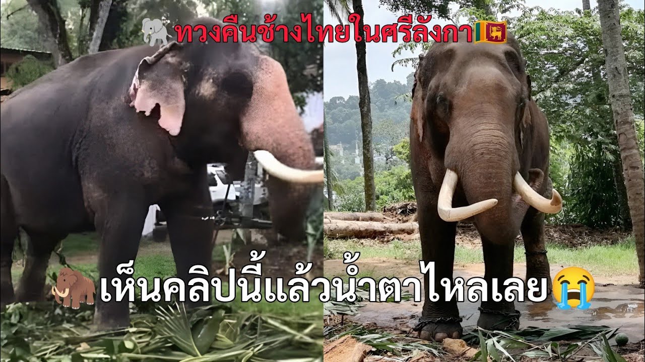 เห็นคลิปนี้แล้วน้ำตาไหลเลย