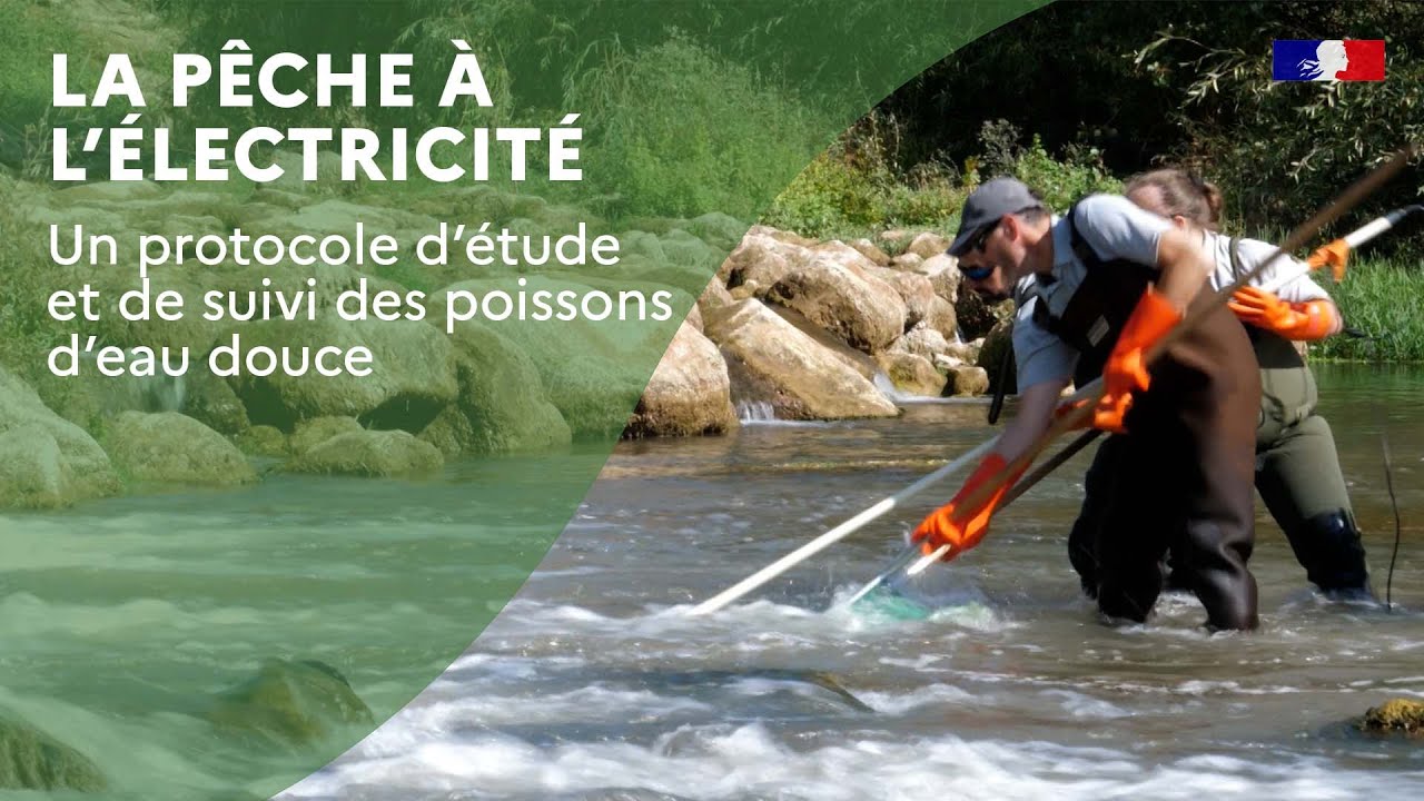 La pêche à l'électricité : un protocole d'étude et de suivi des poissons d'eau douce