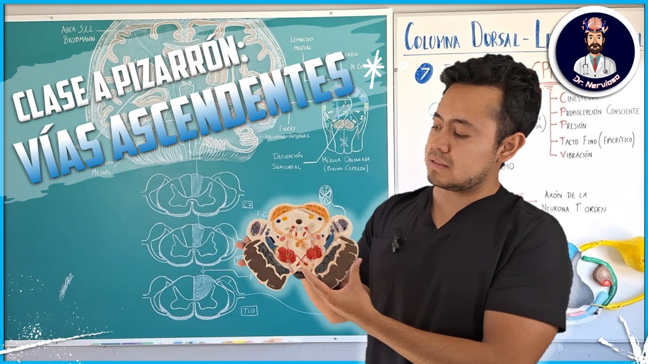Vías Ascendentes de Médula Espinal (Clase a Pizarrón) #medulaespinal