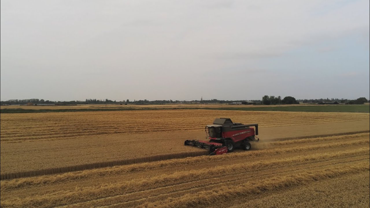 Wheat harvest 2025 🚜🇬🇧