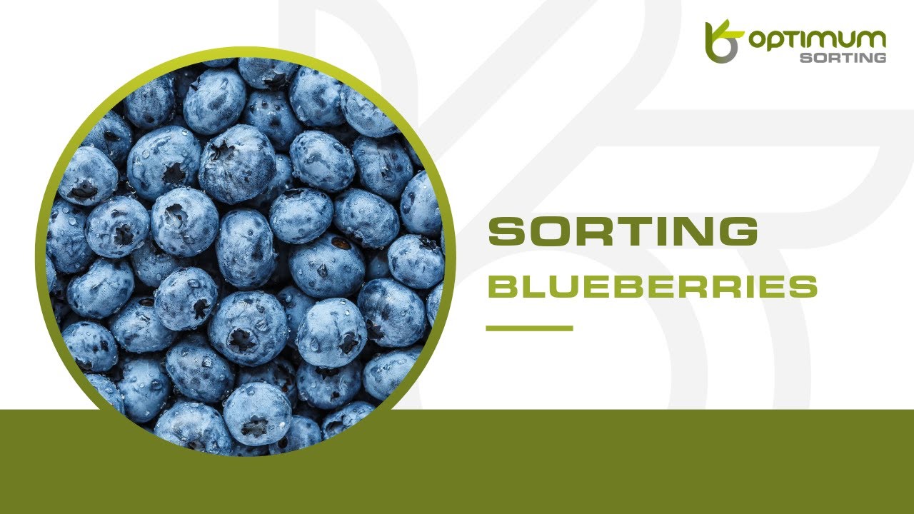 How to sort blueberries ? | Optimum Sorting