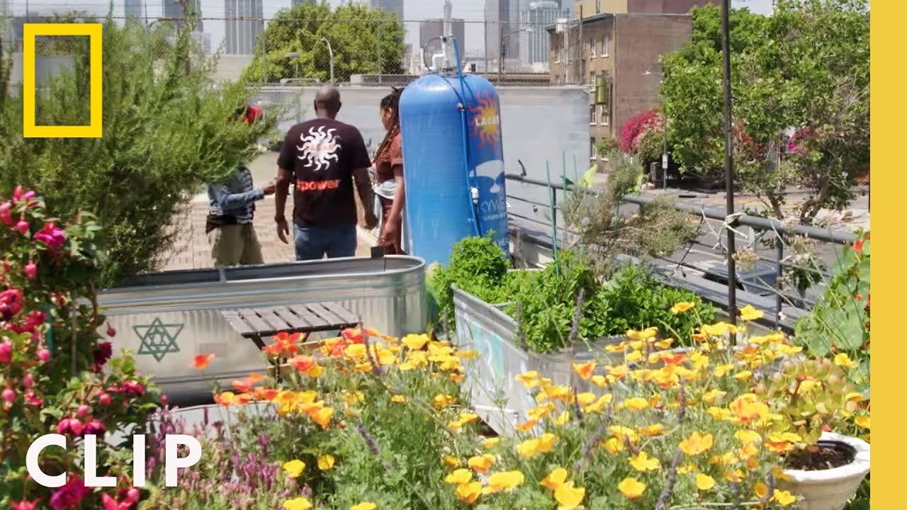 The Value of Rooftop Farming for the Community | Farm Dreams