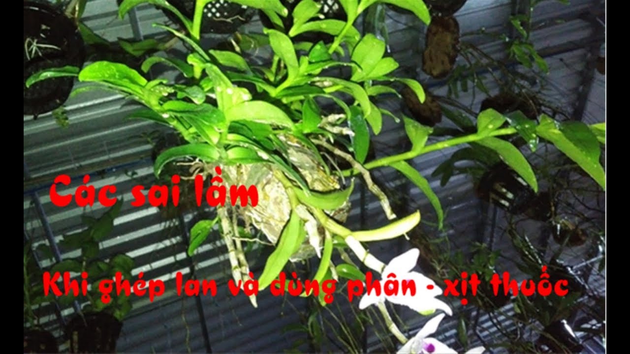 Các lỗi sai khi ghép lan và dùng thuốc - phân cho phong lan rừng