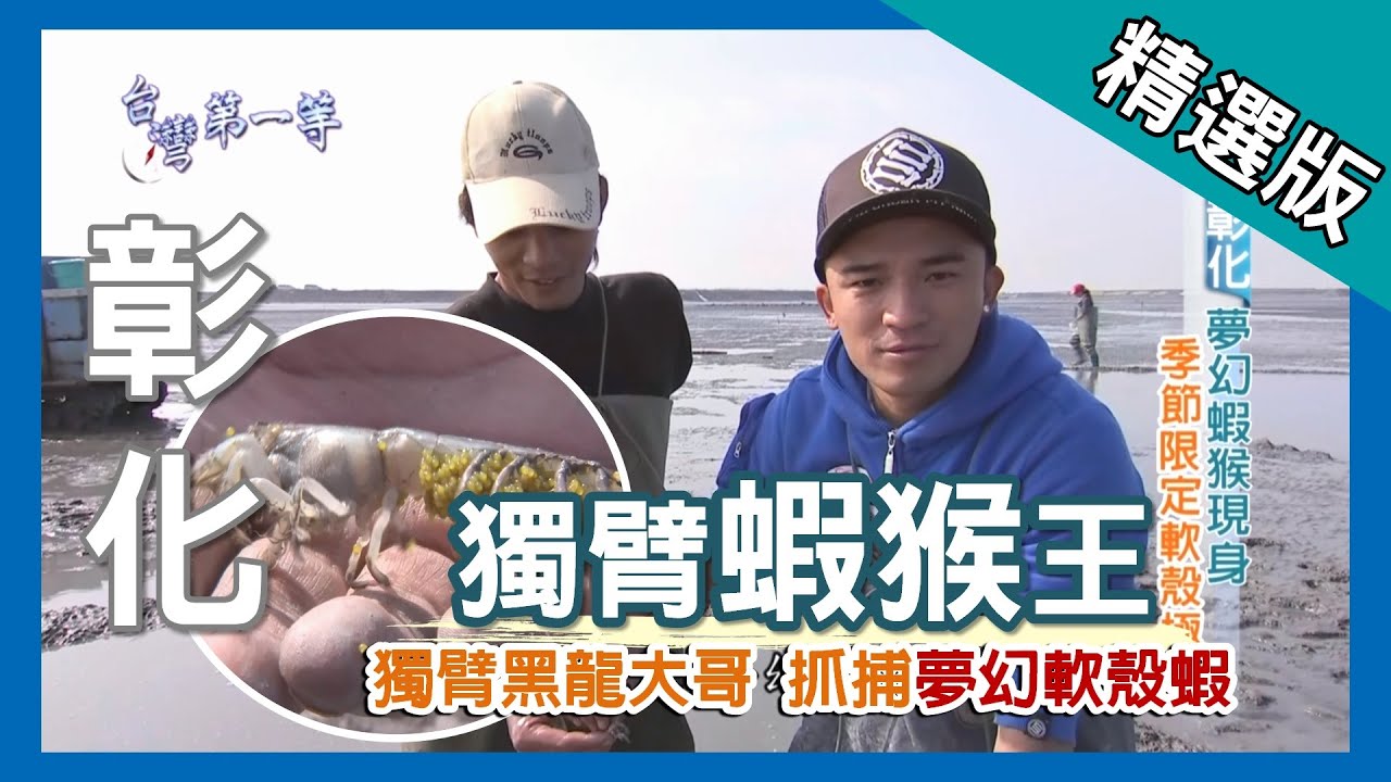 台灣第一等【獨臂黑龍大哥 捕捉夢幻軟殼蝦猴】彰化_精選版