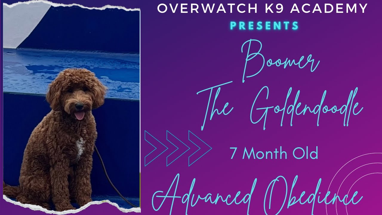 Boomer| 7 Month Old Goldendoodle| Advanced Obedience |Buckheaddogtrainers.com