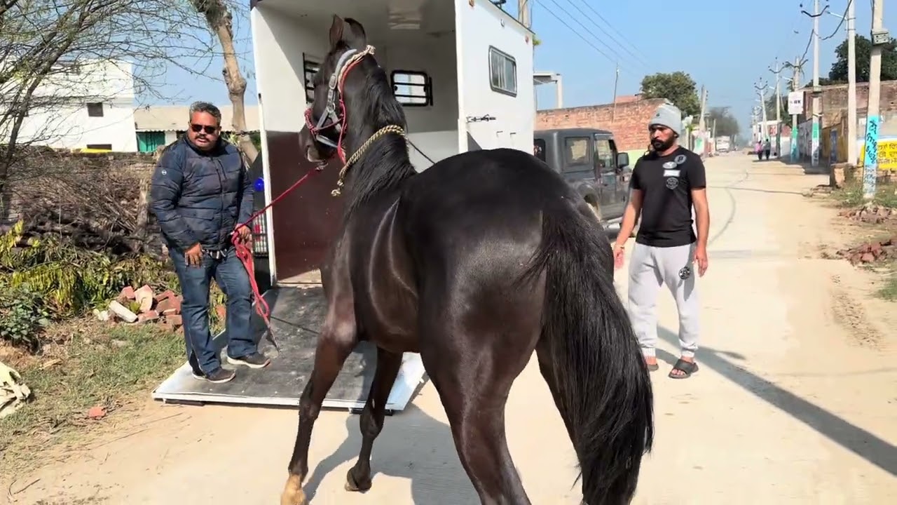 A day with Marwari horses 