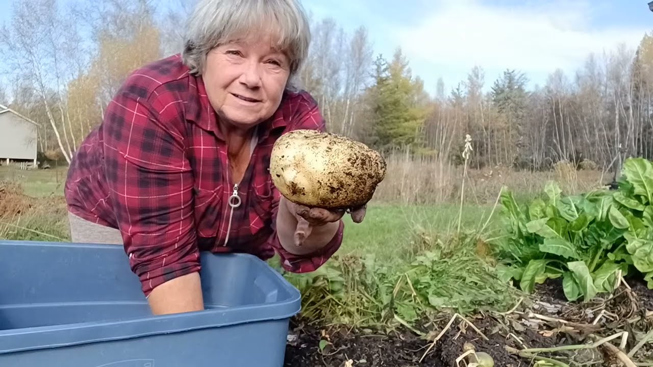 🥔 From Scraps to Abundance: My Potato Harvest Experiment