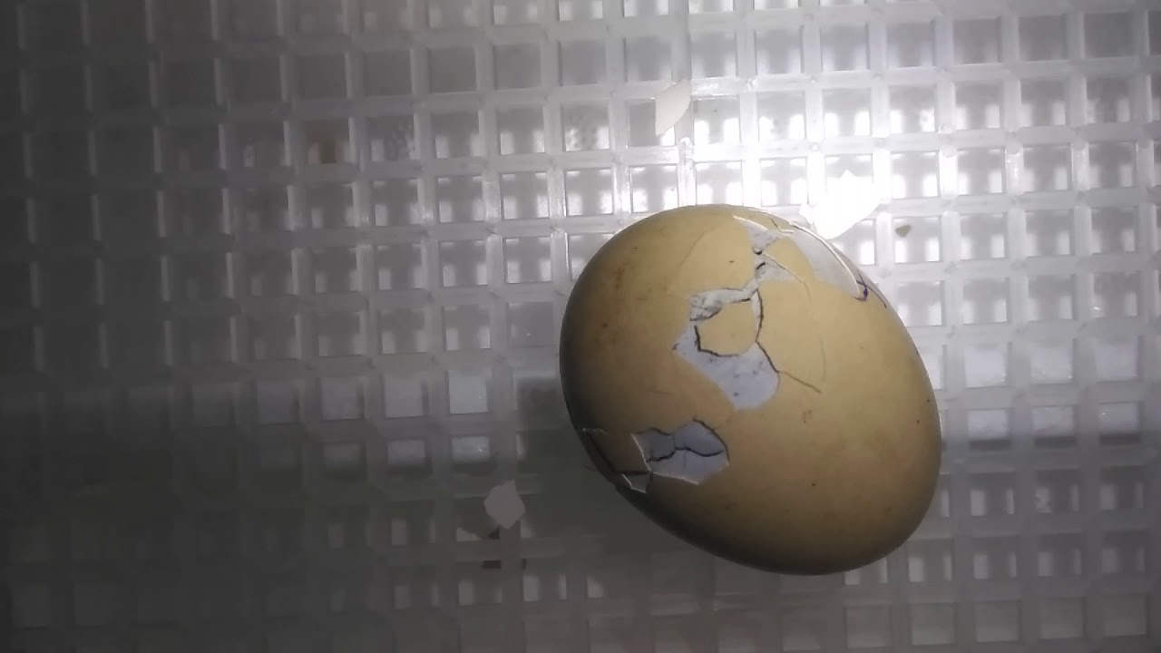 Final stage of Silkie egg hatching