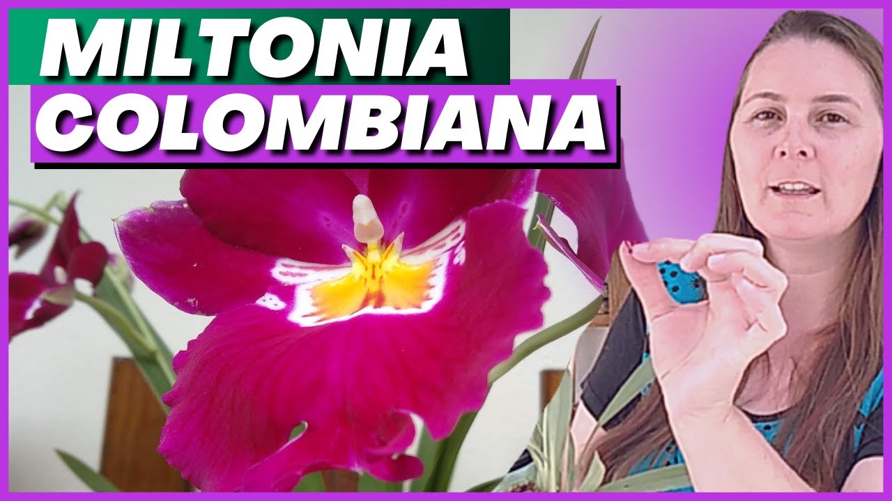 ORQUÍDEA MILTONIA COLOMBIANA - COMO CUIDAR DA MILTONIA