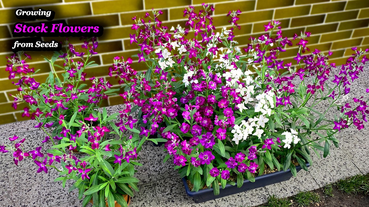 Выращивание Левкоев 🌸 из Семян до Цветения в Контейнерах & Горшках - Полное Руководство