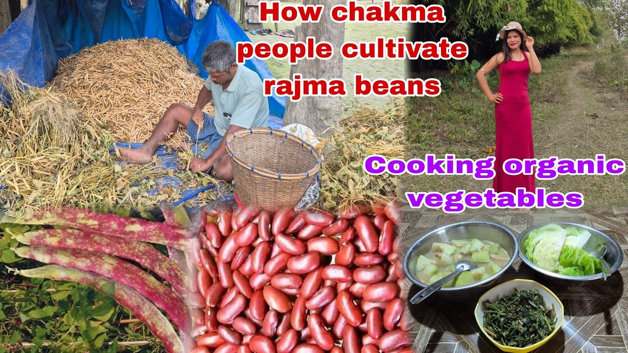 Our village life style how we cultivate Rajma beans //Dry fish is most important in chakma  people//