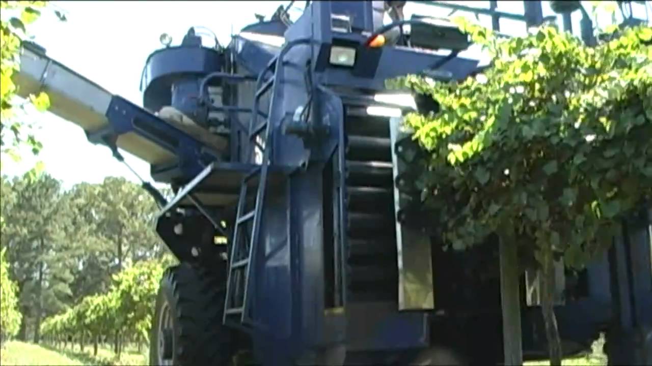 Mechanical Grape Harvesting