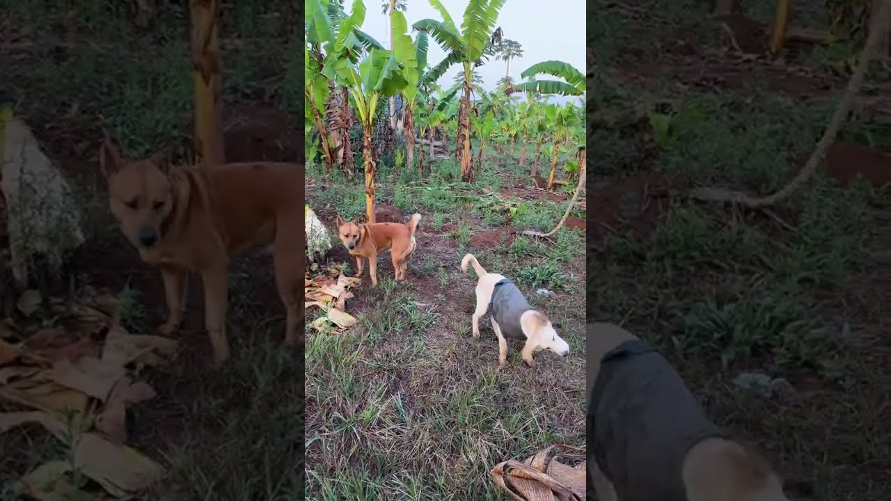 Happy Morning with My Cute Pets | Feeding & Playing Together 🐶🐒💕