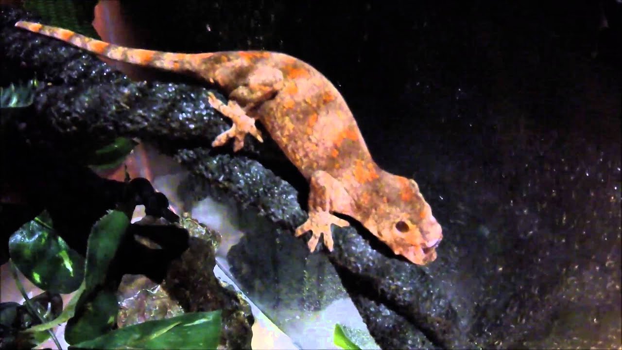 Reptile Room January 2016