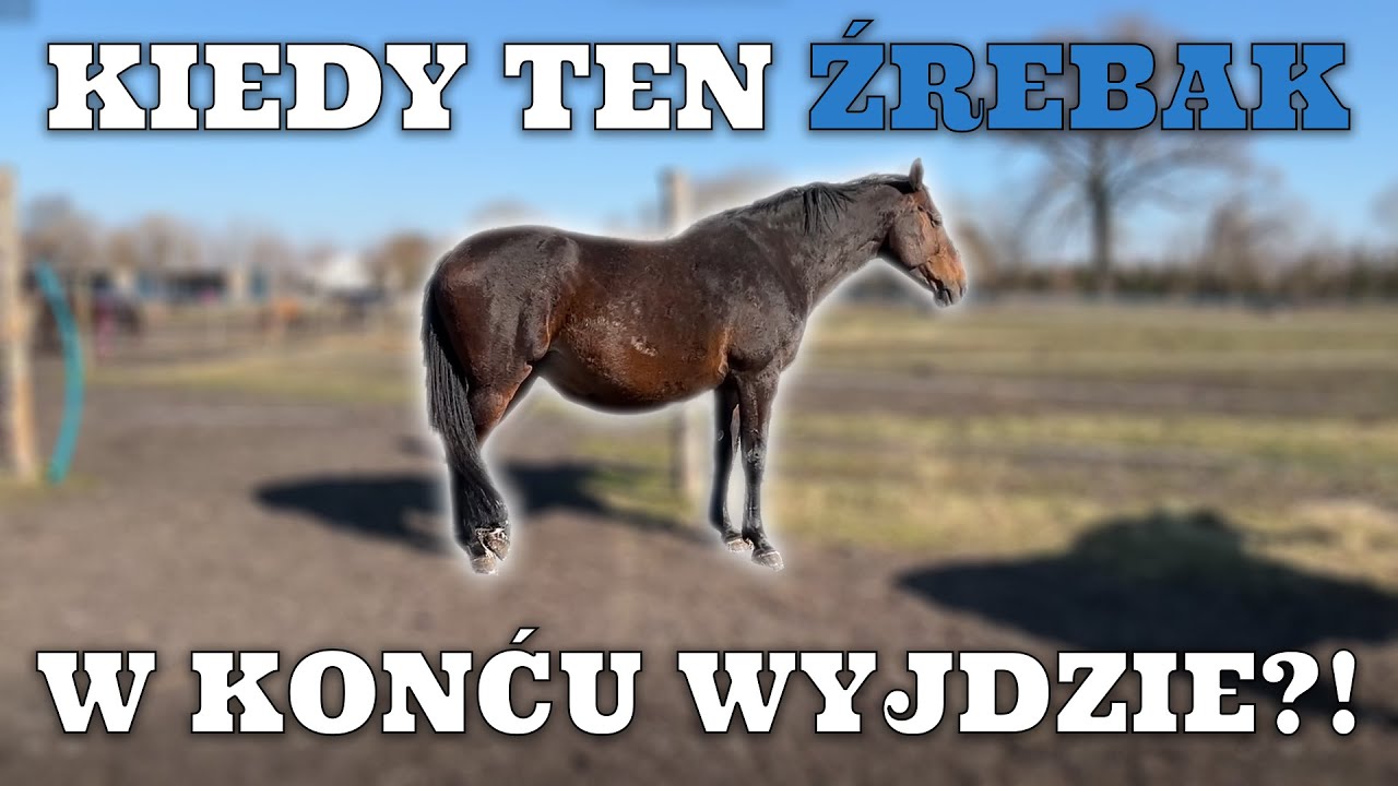 DILA ZMIENIA BOKS? | STAJENNY VLOG #39