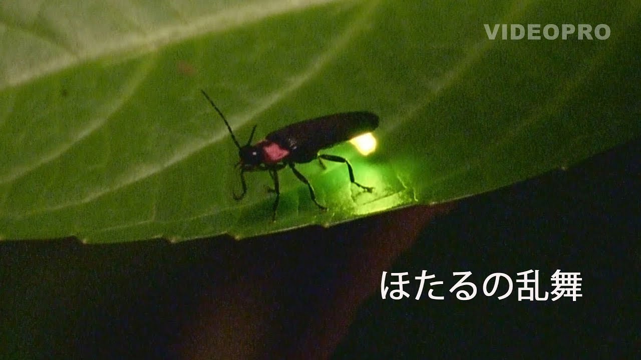 美しい！ほたるの乱舞  Fireflies fly around a lot