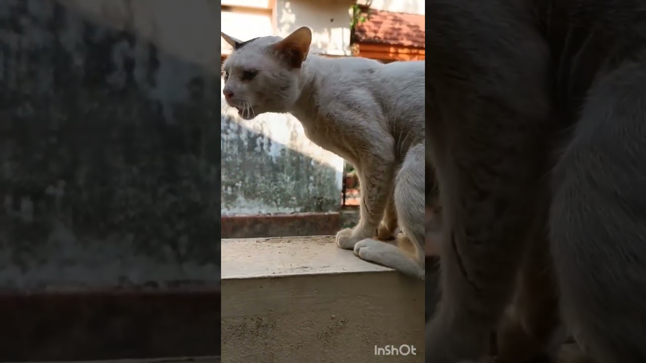 Male cat in heat meowing|mate calling
