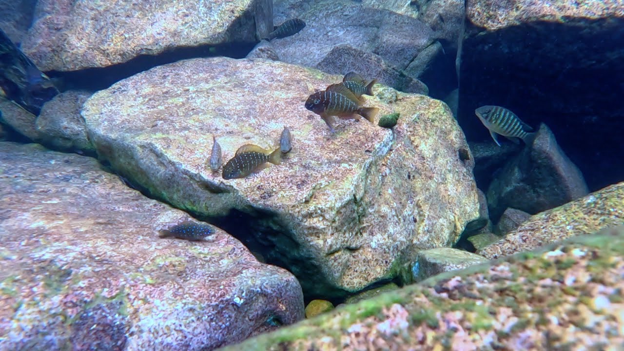 Swimming With Cichlids - Tropheus moorii & Eretmodus cyanostictus nkonkonti point
