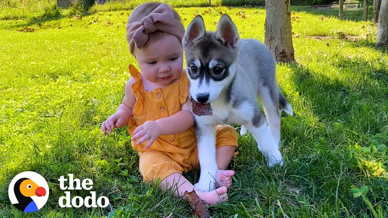 Little Girl And Her Husky Are The Same Age | The Dodo
