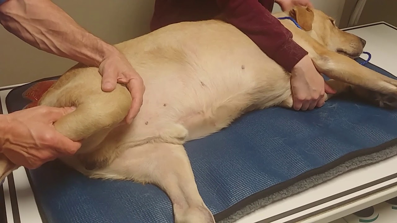 At-Home Therapy: knee, Large Dog