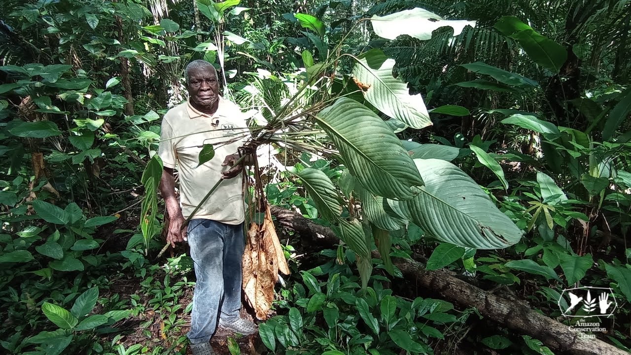 Forest types of Suriname: High dryland forests of South Suriname (Kwamalasamutu village)