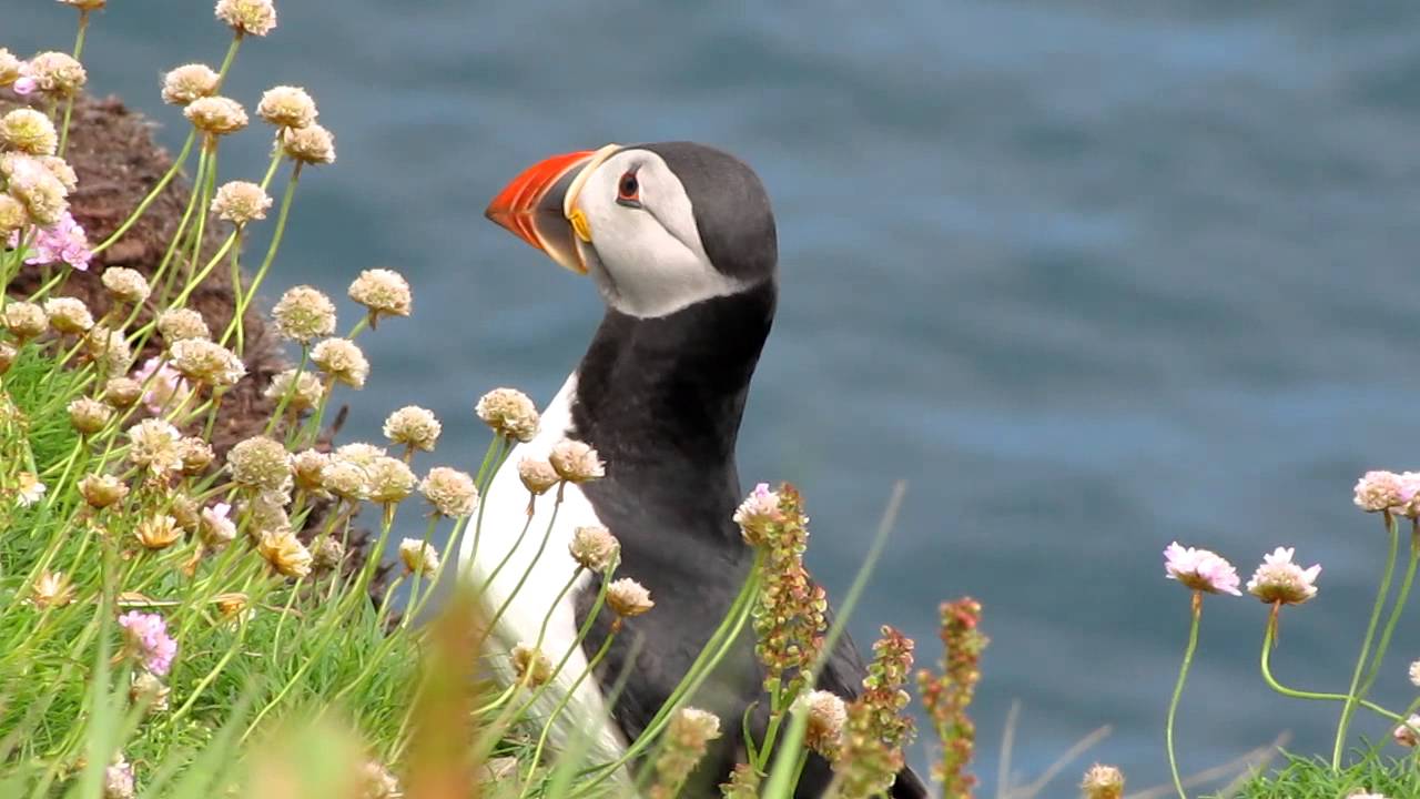 Papageitaucher auf Handa Island/Puffin on Handa Island