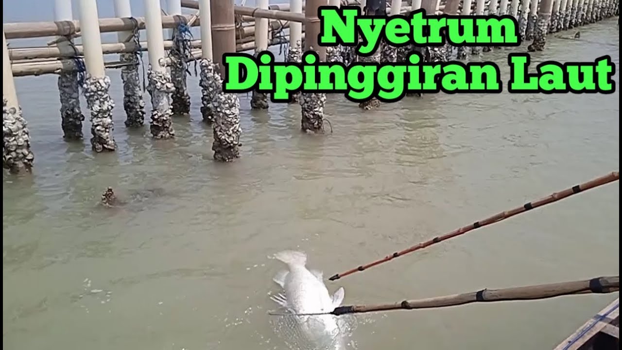 Setrum ikan khusus laut/muara