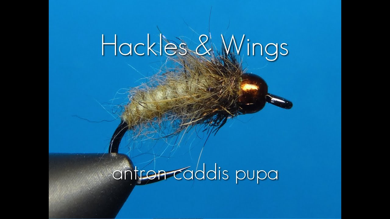 Fly Tying Antron Caddis Pupa | Hackles & Wings