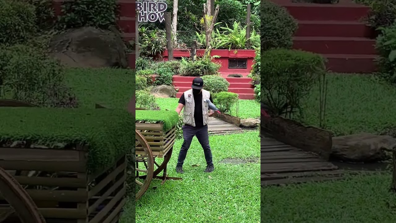 Malagos Birdshows part 1