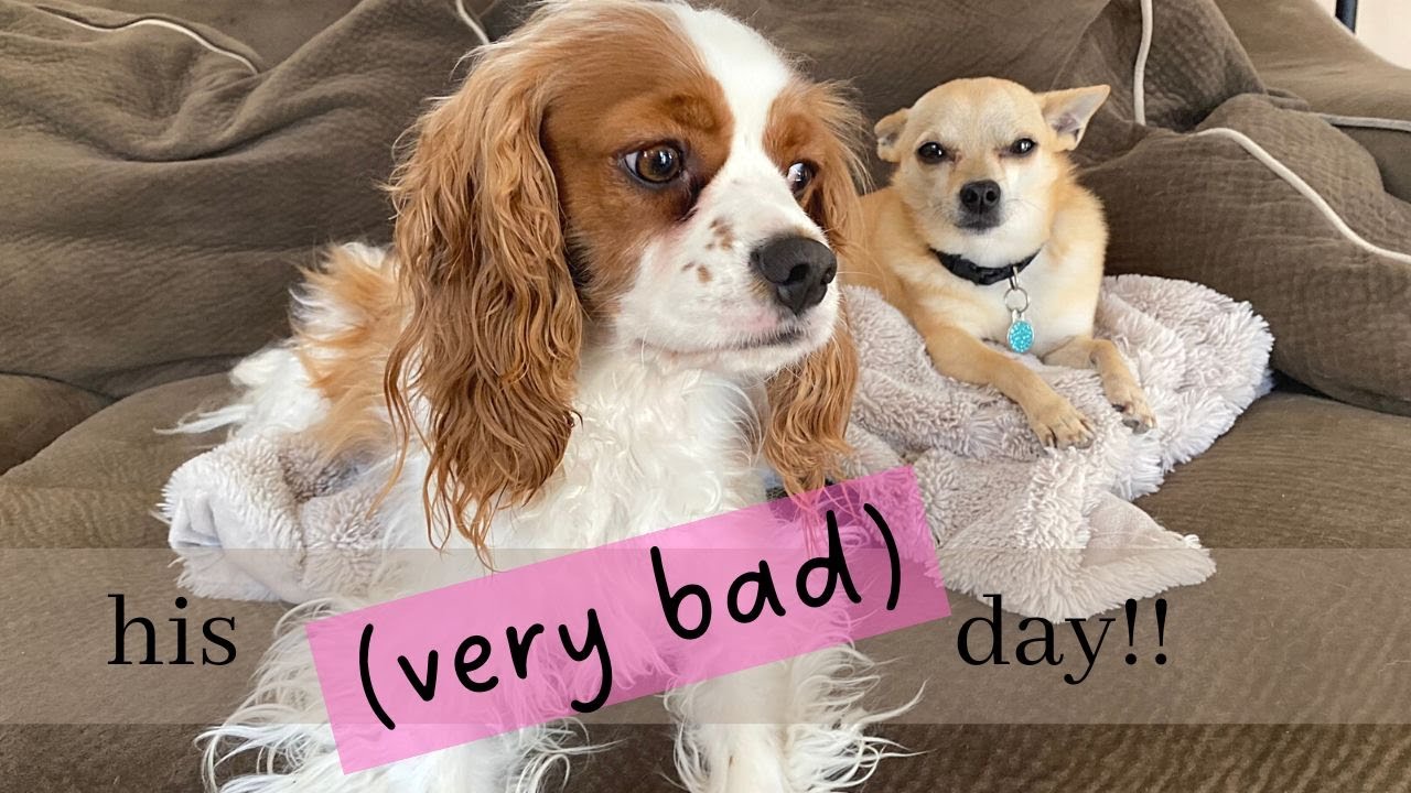 HIS VERY *BAD* DAY!!