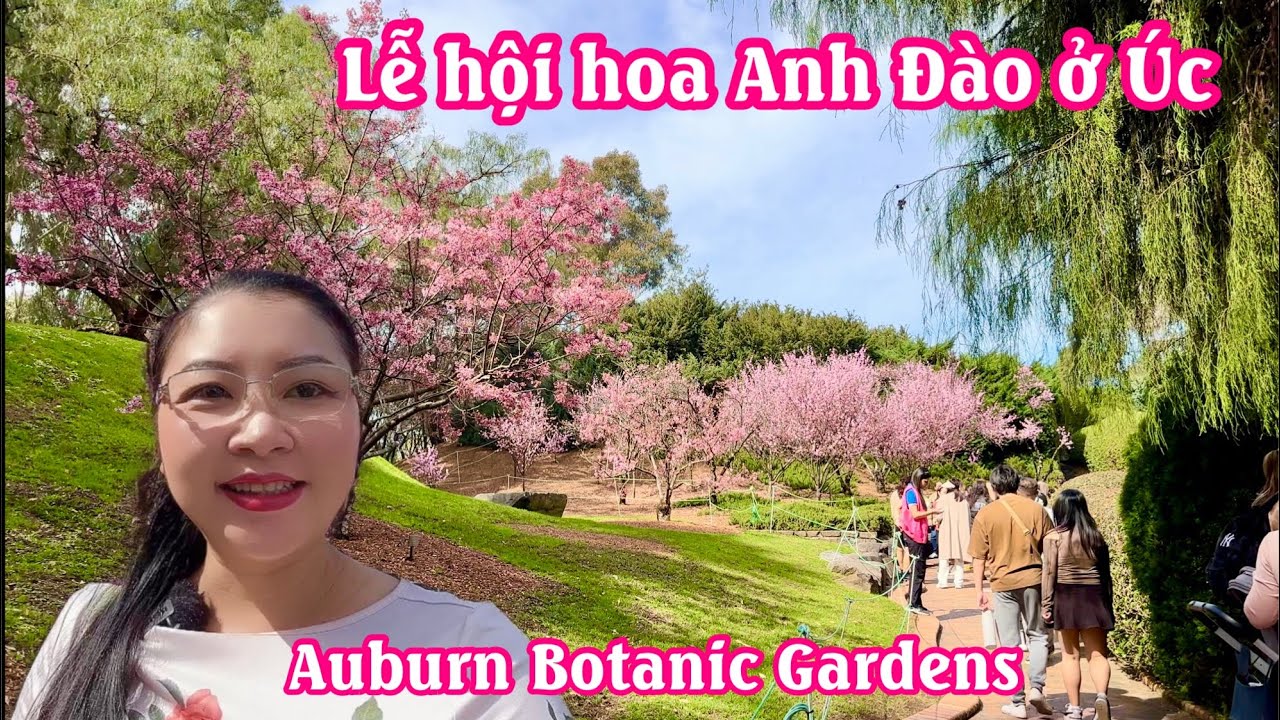 LỄ HỘI HOA ANH ĐÀO Ở ÚC | ẨM THỰC ĐƯỜNG PHỐ ĐA QUỐC GIA | VƯỜN NUÔI ĐỘNG VẬT BẢN XỨ Ở ÚC