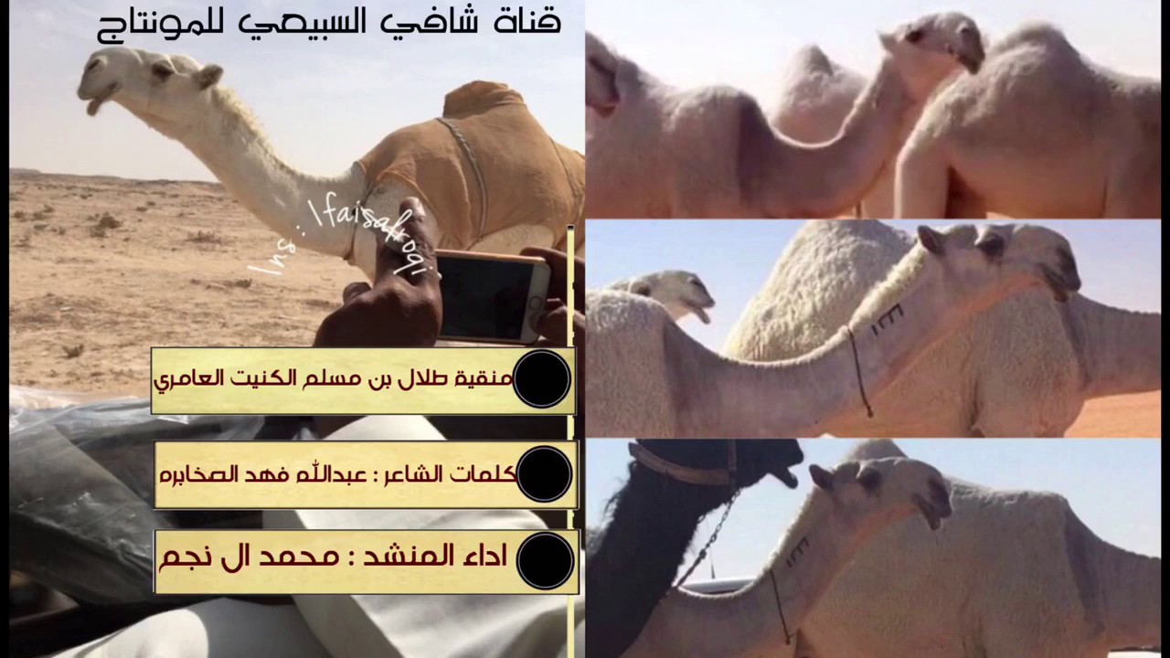 منقية الشيخ طلال بن مسلم الكنيت  العامري   كلمات عبدالله فهد الصخابره  ادا محمد ال نجم