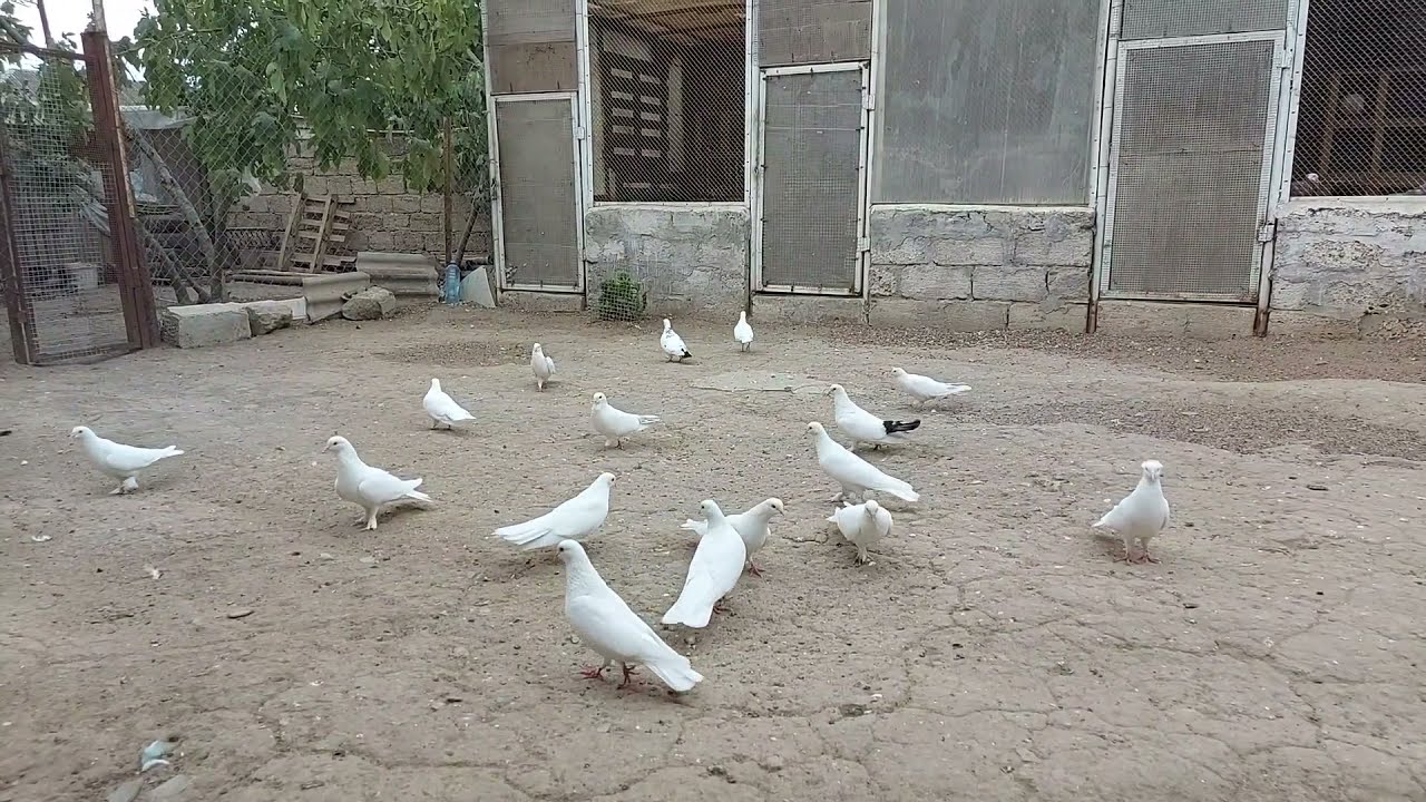Maştağalı VAQİF əminin tarixi qızıl söhbətləri (2 hissə) 2021il / Ассоциация голубей Азербайджана