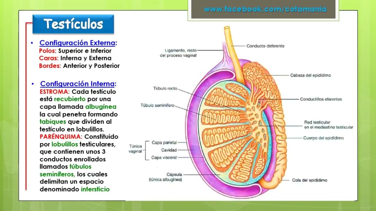 APARATO REPRODUCTOR MASCULINO- Cotamania