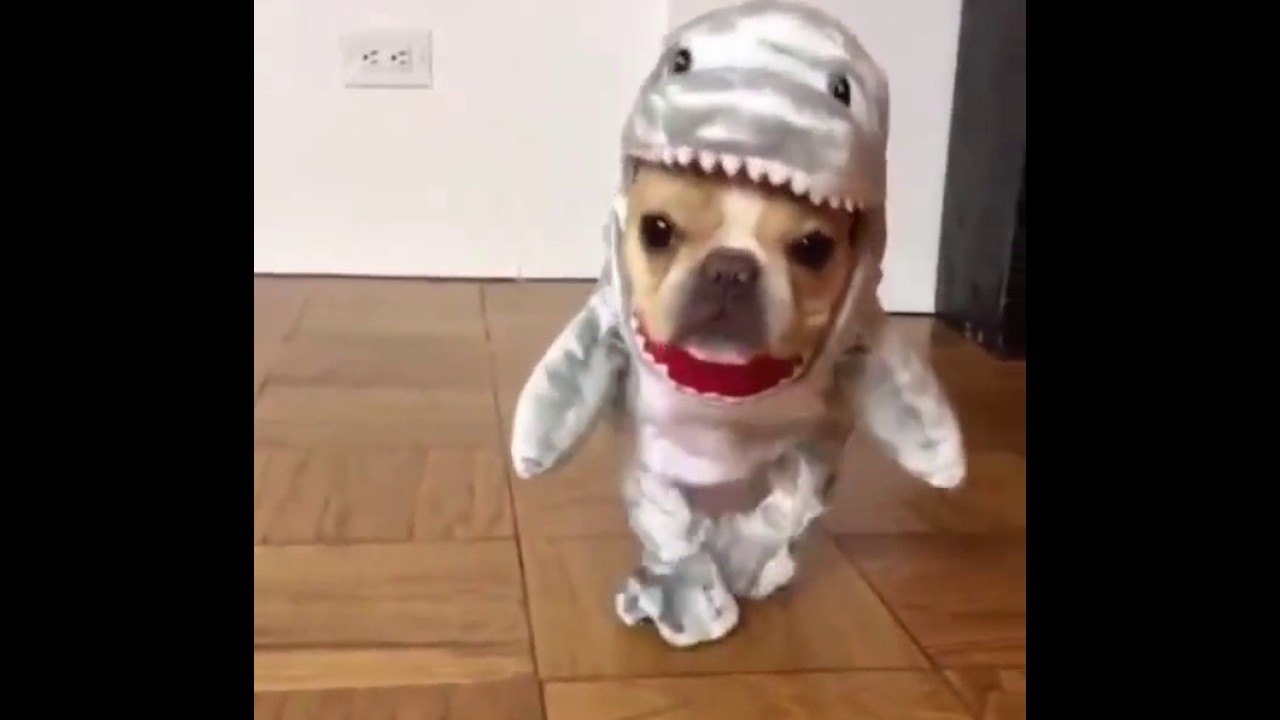 Sevimli k&ouml;pekler