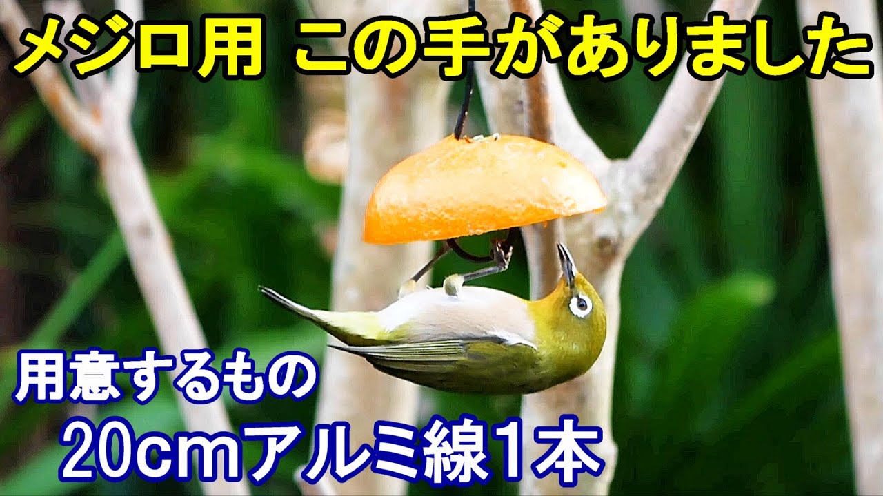 植木鉢でバードフィーダー（野鳥の餌台）番外編2ミカン～メジロ/スズメ/ヒヨドリ（回想）/イソヒヨドリ（回想）