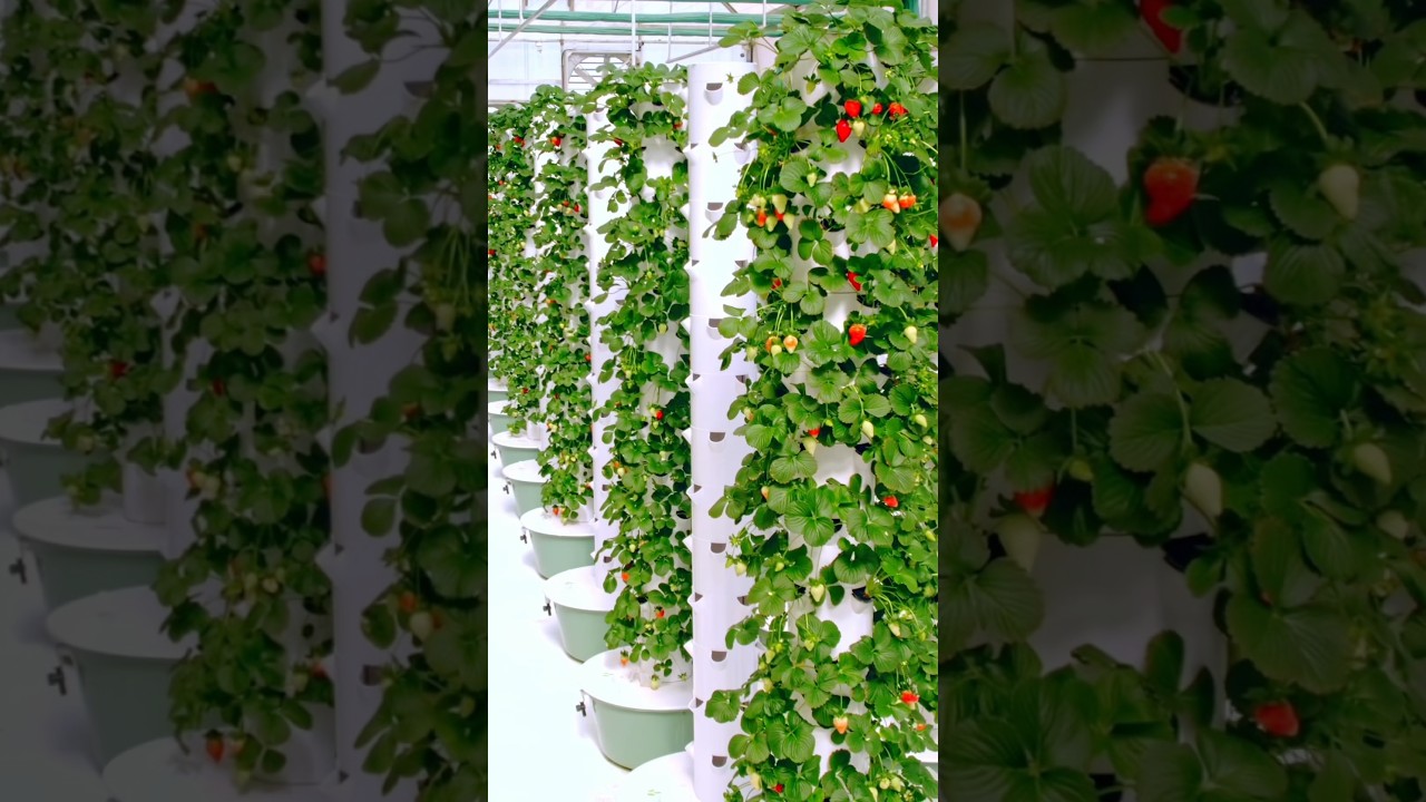 We&rsquo;ve set up vertical farms in 52 countries around the world #farming #agriculture