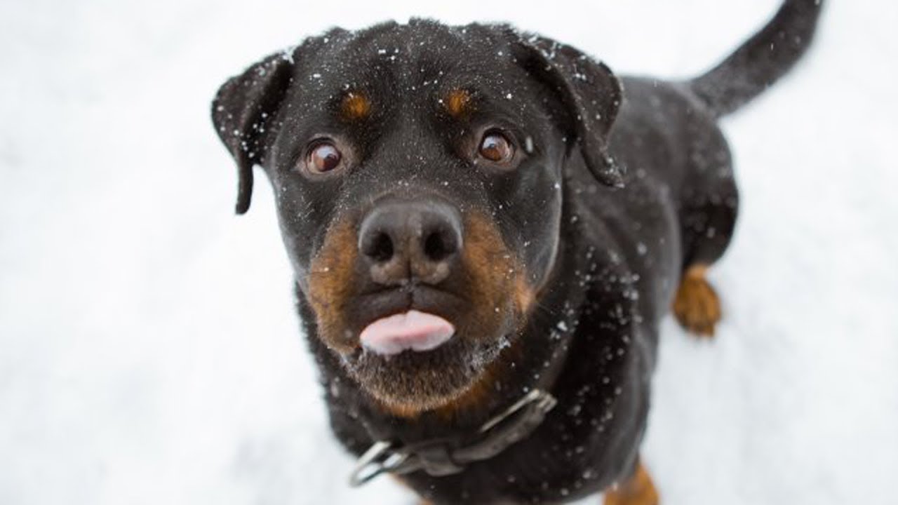 The Smartest Dog Breeds In The World