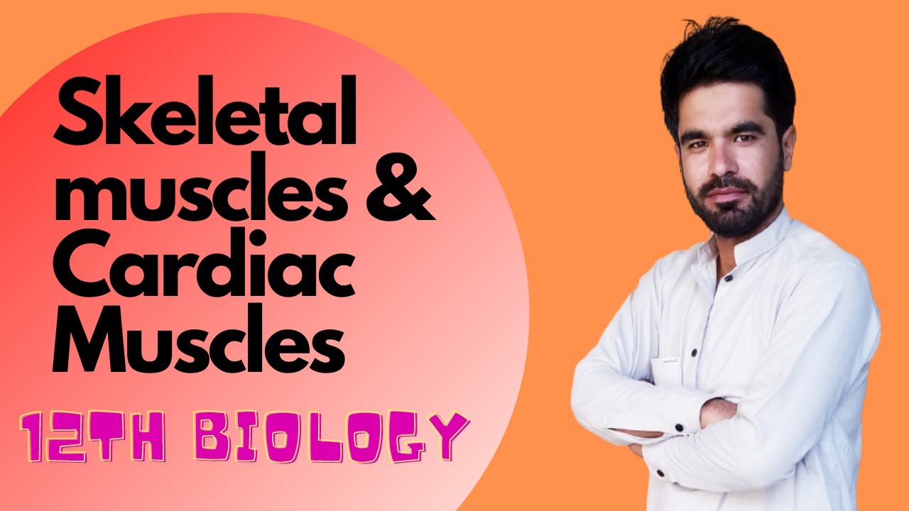 Skeletal muscles and cardiac muscles | Home of biology