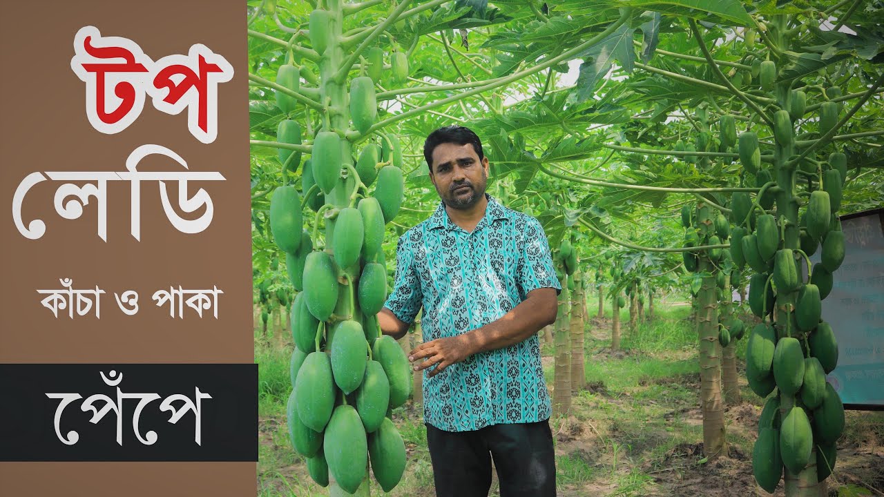 টপ লেডি পেঁপে ১০ কাঠা জমিতে খরচ ও লাভের হিসাব। পেঁপে চাষ পদ্ধতি Top Lady papaya farming method