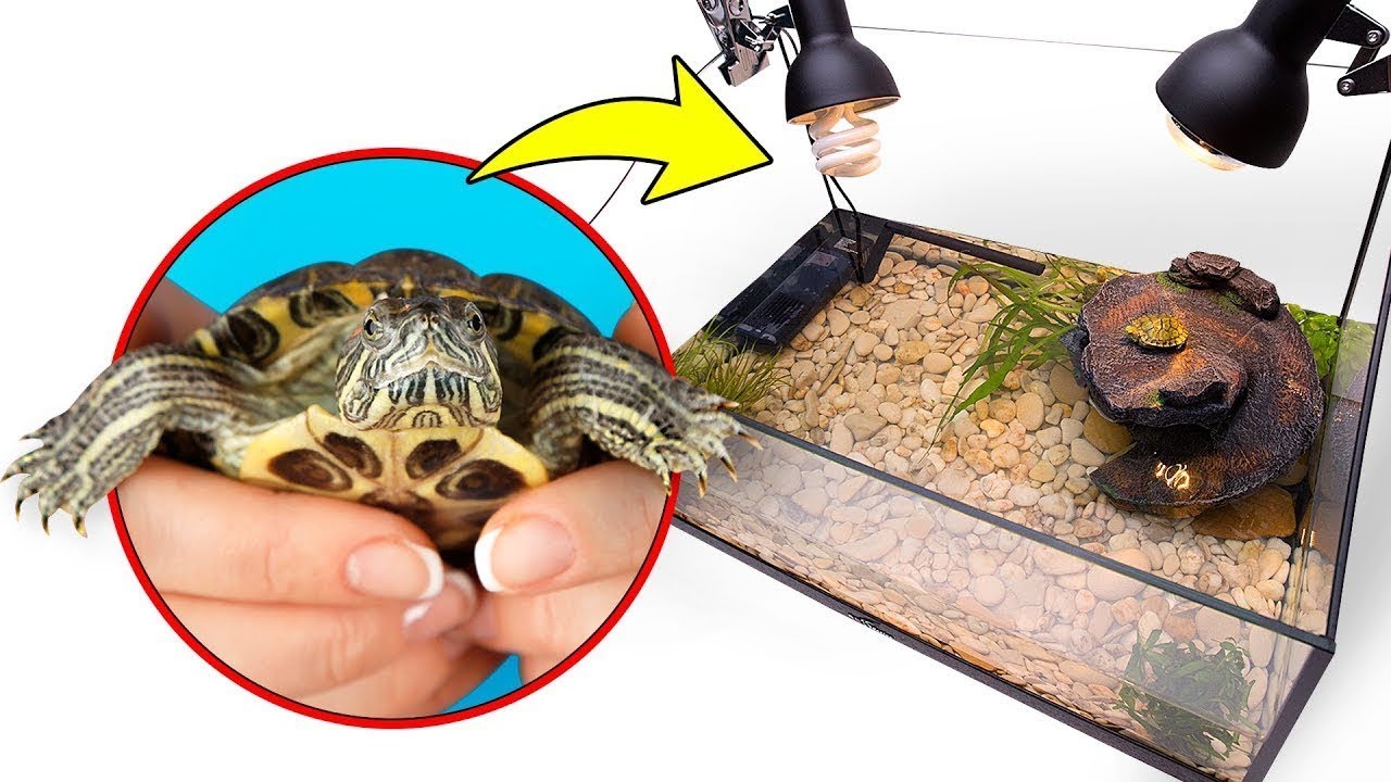 Las tortugas se mudan a su nuevo y m&aacute;s espacioso hogar