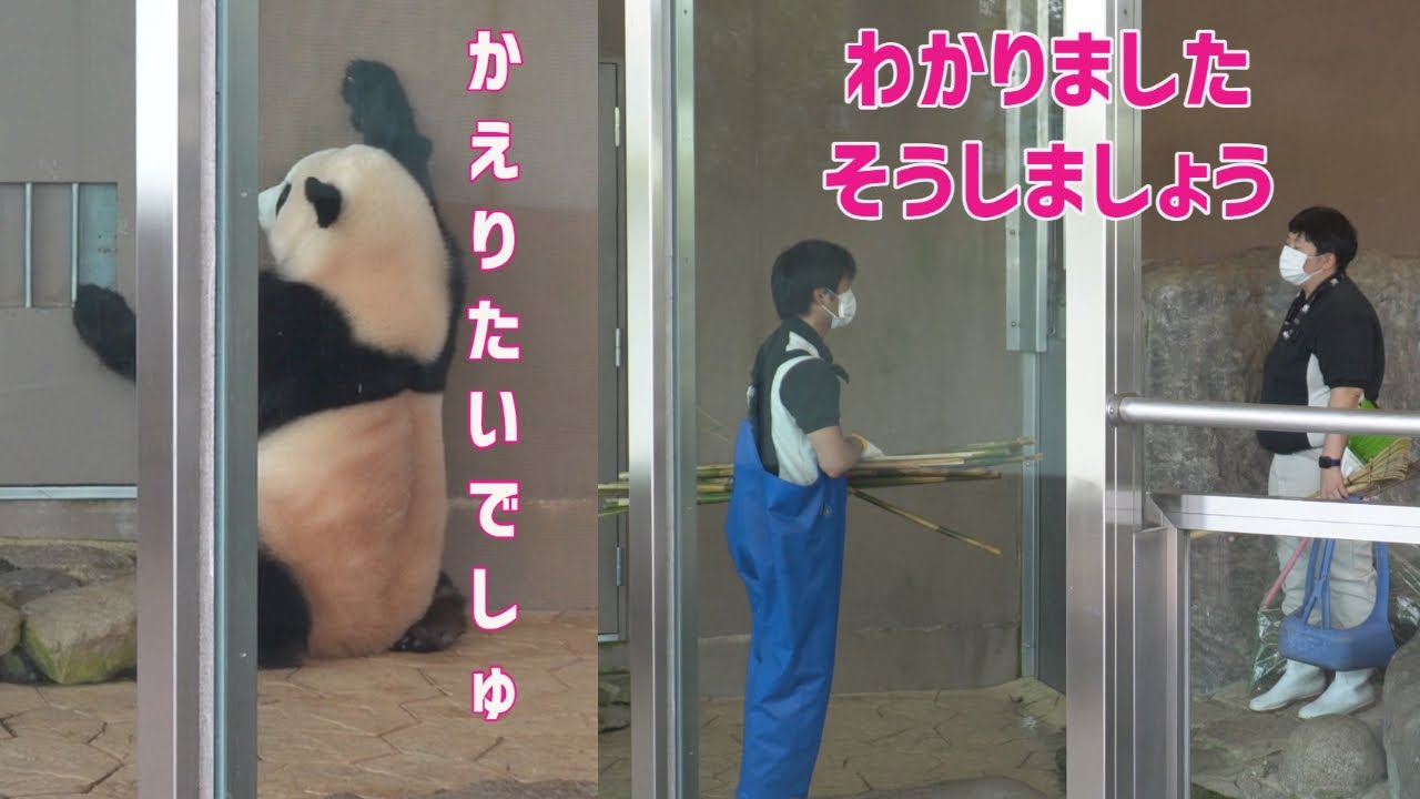 楓浜お気に入り飼育員さん同士が相談、突然消えた楓浜、助っとは？
