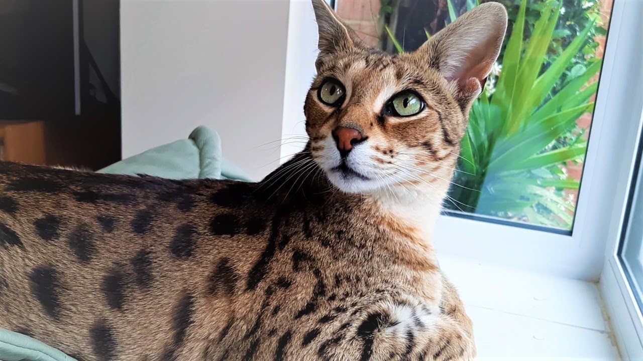5 Reasons for OWNING a Savannah cat